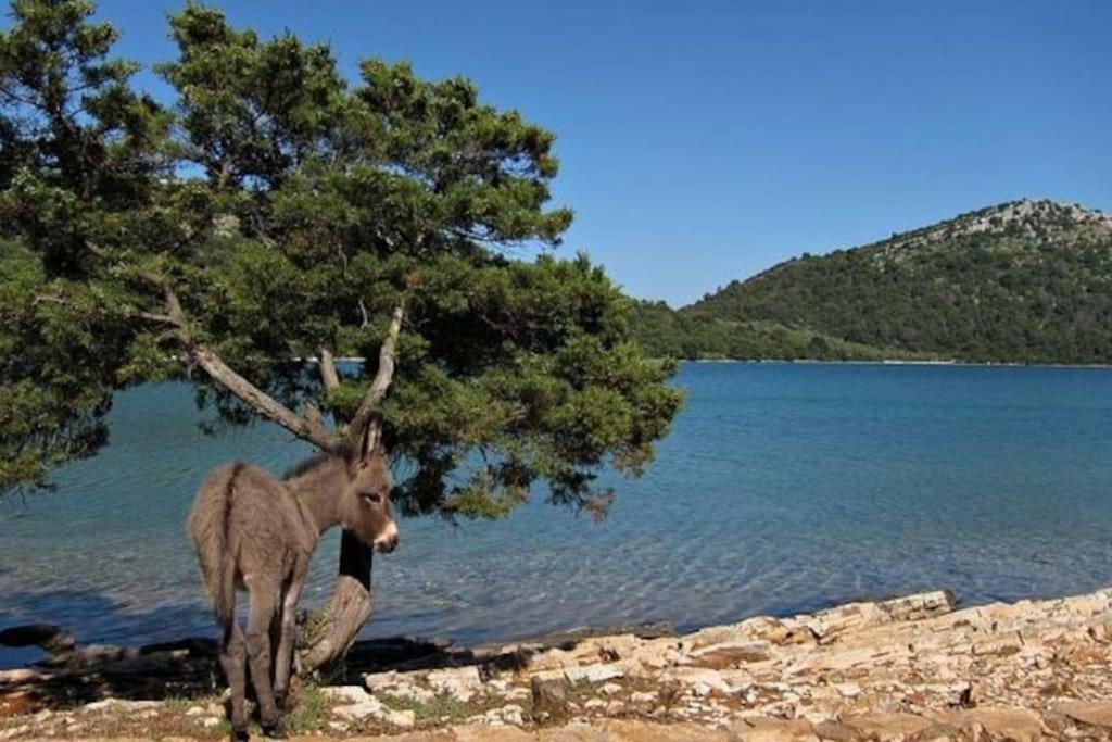Apartment Lordanic Zaglav, Dugi Otok Zewnętrze zdjęcie
